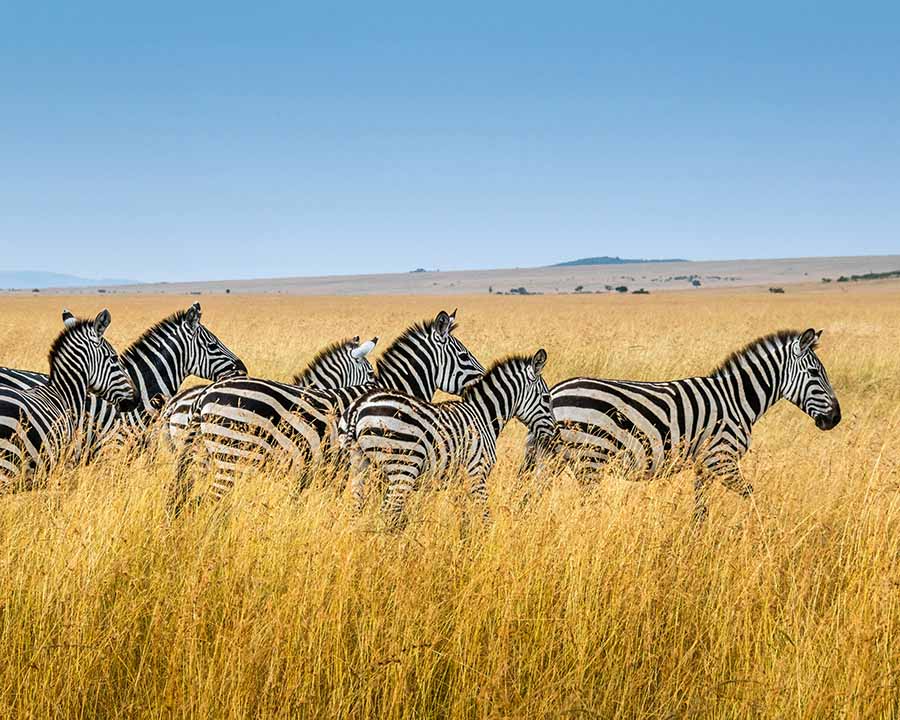 Animals in Serengeti: Most Spectacular Animals to Spot
